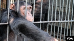 A chimp reaches for food at Ngamba Island Chimpanzee Sanctuary, Uganda, November 8, 2012. (H. Heuler/VOA)