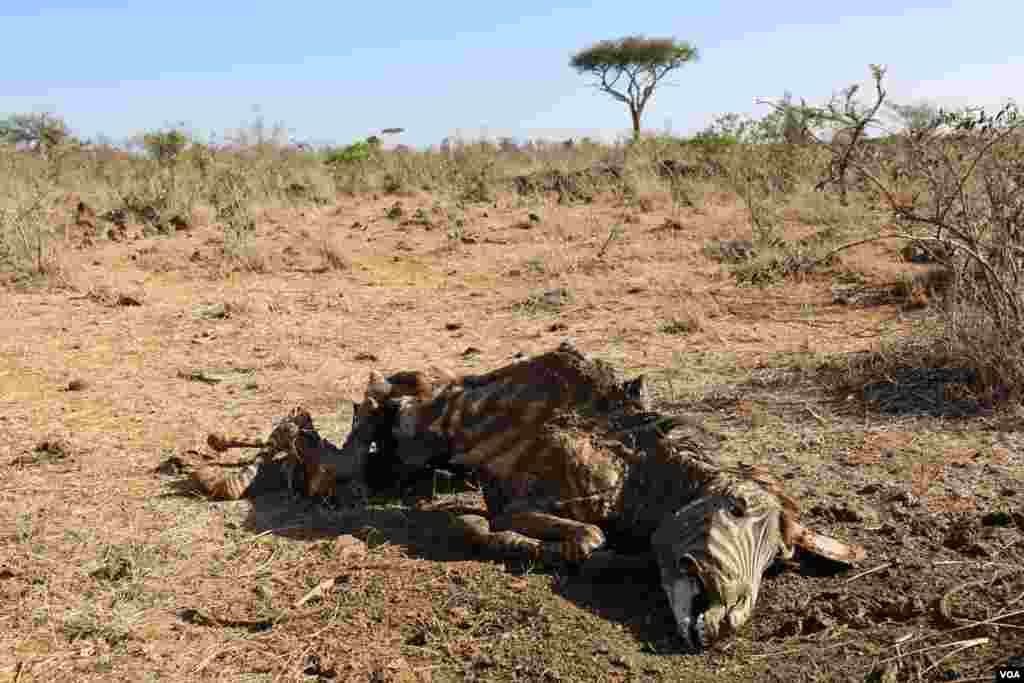 A zebra was killed by herders in Mugie Conservancy, Laikipia, Kenya, March 18, 2017. (Jill Craig/VOA)