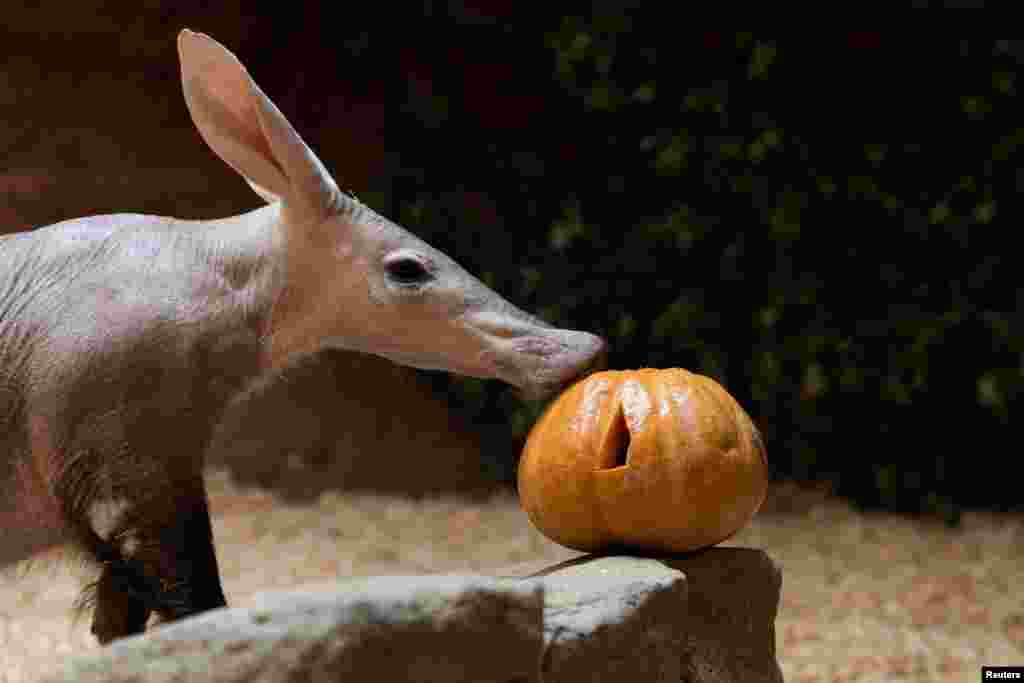 No solo los humanos disfrutaron de las celebraciones. En el zoológico de Praga, los animales celebraron el día comiendo calabazas, asociadas con la festividad.&nbsp;&nbsp;