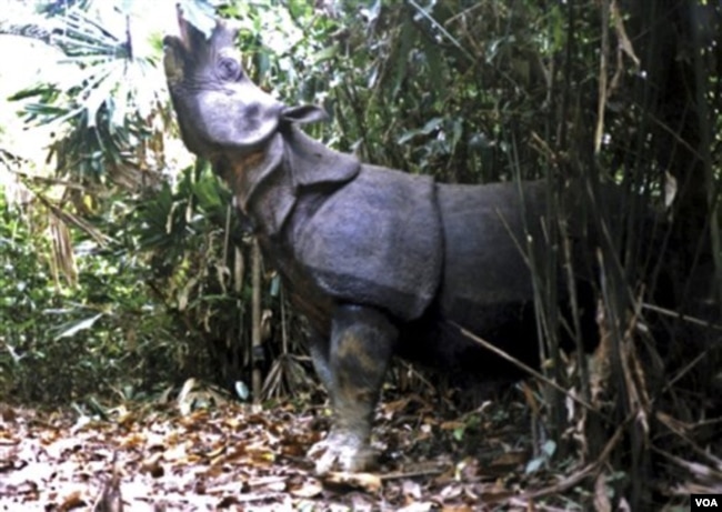 Badak Jawa Kini hanya bisa ditemukan di Taman Nasional Ujung Kulon. Badak Jawa di Taman Nasional Vietnam punah setelah badak terakhir didapati mati dengan cula terpotong (foto:dok).