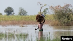 A South Sudanese woman carries firewood as she wades through floodwaters in Rubkona, Unity State, South Sudan, as seen in this image taken by Doctors Without Borders on Nov. 27, 2021.