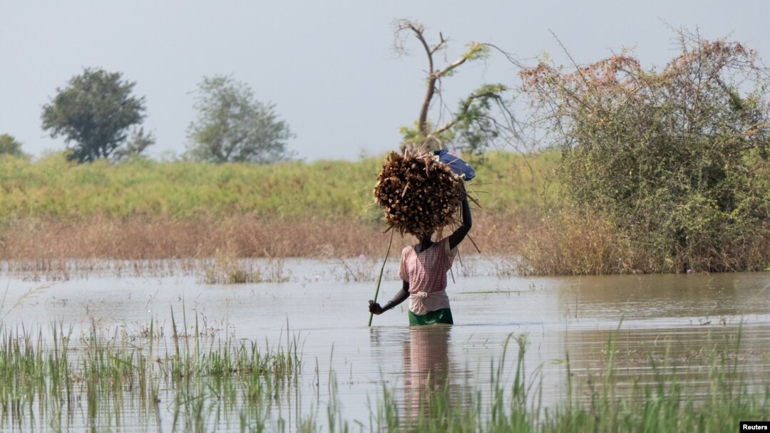 Seorang perempuan Sudan Selatan membawa kayu bakar saat dia mengarungi banjir di Rubkona, Unity State, Sudan Selatan, seperti yang terlihat pada gambar yang diambil oleh Doctors Without Borders pada 27 November 2021. (Foto: Reuters)