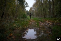 Martin Edwards, Head of Deer and Woodland Management at BASC (The British Association for Shooting and Conservation), looks for a deer in a woods at Tichborne, east of Winchester in Hampshire, England, Monday, Nov. 4, 2024. (AP Photo/Kin Cheung)