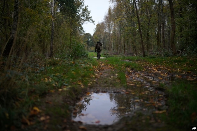 Martin Edwards, Head of Deer and Woodland Management at BASC (The British Association for Shooting and Conservation), looks for a deer in a woods at Tichborne, east of Winchester in Hampshire, England, Monday, Nov. 4, 2024. (AP Photo/Kin Cheung)