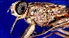 For Africa, a Possible New Way to Treat Sleeping Sickness