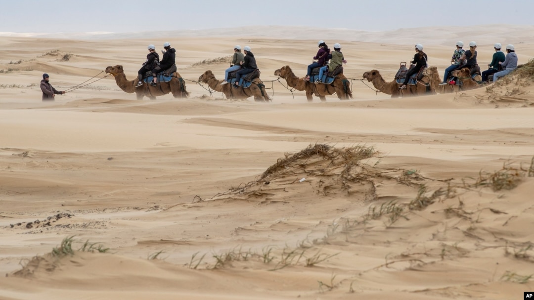 Camels are led by their handler as tourists enjoy a ride along the sand dunes at Stockton Beach near Nelson Bay, Australia, Nov. 6, 2020. 