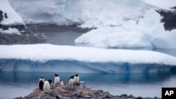 资料照：南极冰山与企鹅