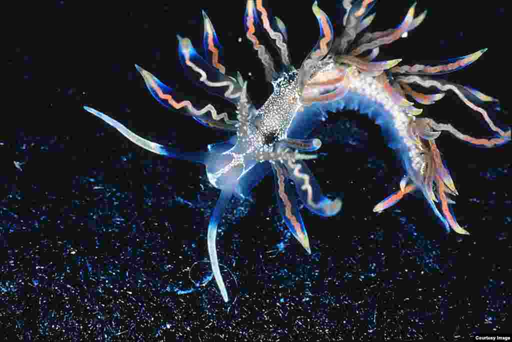 Banues i ishujve të Japonisë, ky krimb i detit &ldquo;Phyllodesmium acanthorhinum&rdquo;, është hallka e humbur mes krimbave të detit që ushqehen në kolonitë e kandilëve të vegjël dhe atyre që ushqehen me korale. (Robert Bolland)