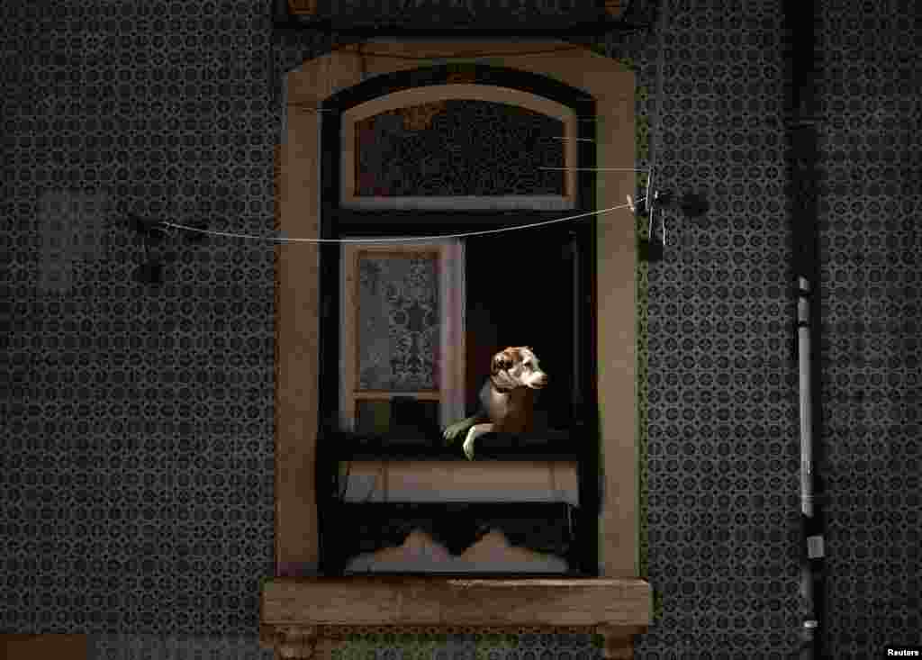 Seekor anjing &#39;nangkring&#39; di jendela sebuah apartemen di daerah Alfama di Lisbon, Portugal. 