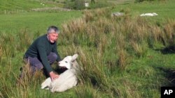 FILE - In this Tuesday, May 24, 2016 file photo, Hugh Maguire inspects a week-old calf on his Northern Ireland border farm. Northern Ireland farmer Hugh Maguire like many residents along the United Kingdom’s virtually unmarked land border with the Republic of Ireland, faces the risk of financial ruin if Britain proceeds with plans to exit the European Union.