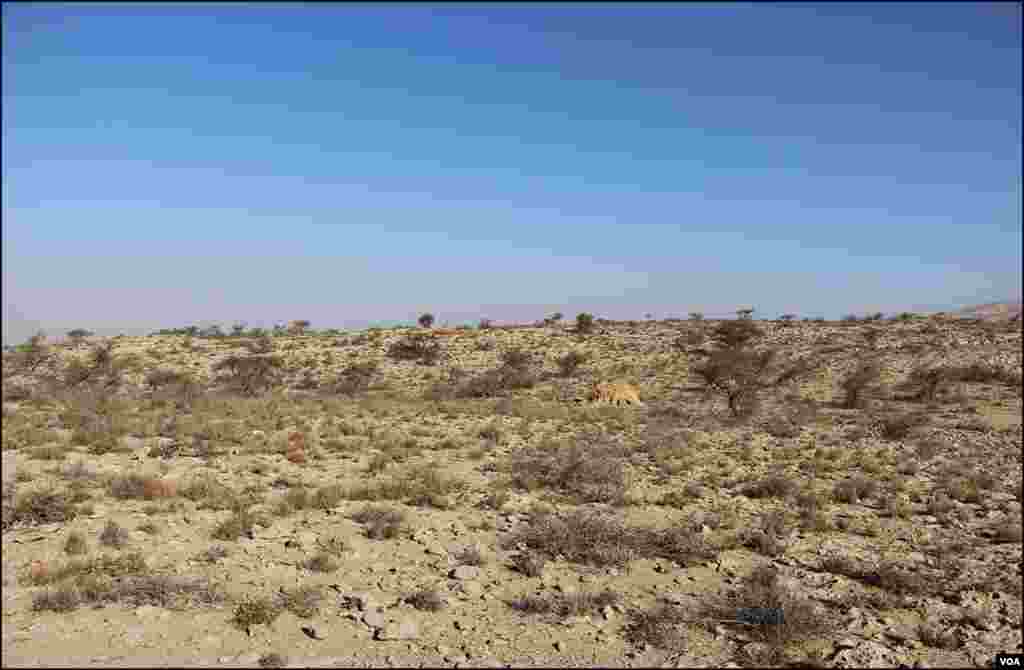 کیرتھر کی اونچی اونچی پہاڑیاں کسی اور دنیا میں ہونے کا گماں دیتی ہیں