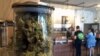 Florida aprueba legalización de la marihuana medicinal