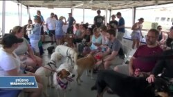 Washington’da Köpekler İçin Tekne Turu