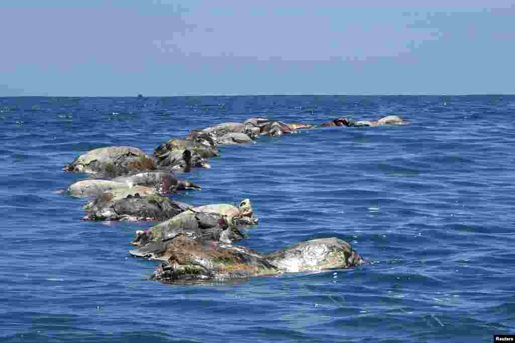 Meksika&rsquo;nın Oaxaca eyaletinde balıkçı ağlarına takılıp ölen kaplumbağalar.&nbsp;(28 Ağustos 2018)