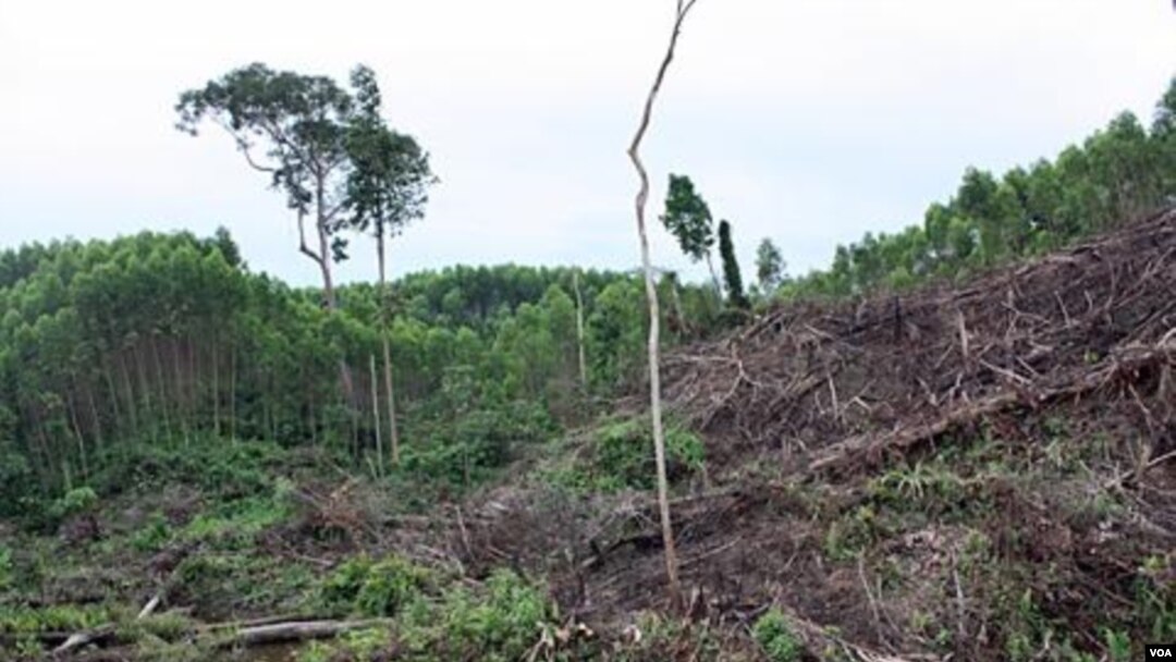 Mulai tahun 2011, program moratorium penebangan hutan dimulai.