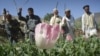 سه میلیون نفر سرگرم کار و بار مخدرات در افغانستان