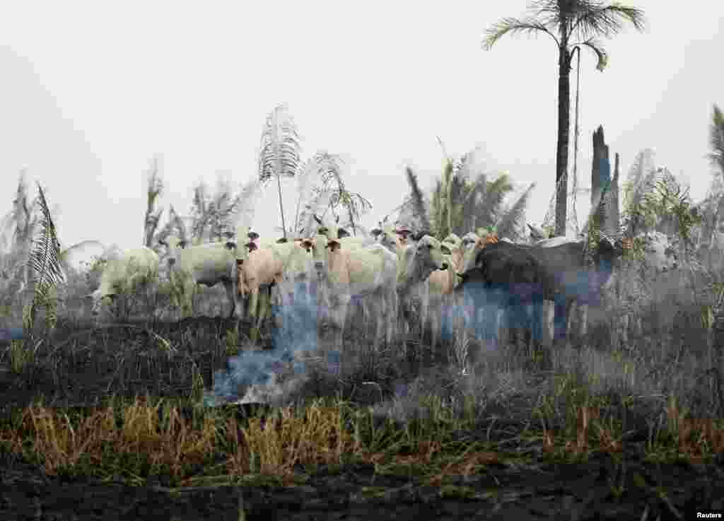 브라질 아마존 열대우림이 자리한&nbsp;아마조나스주 아푸이에서 농부와 벌목업자들이 개간을 위해 불 태운 자리에 소들이 서 있다.