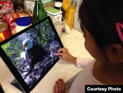 Sophia Panchal, 4, checks out a baby eagle on a live-streaming eagle cam, March 2016.