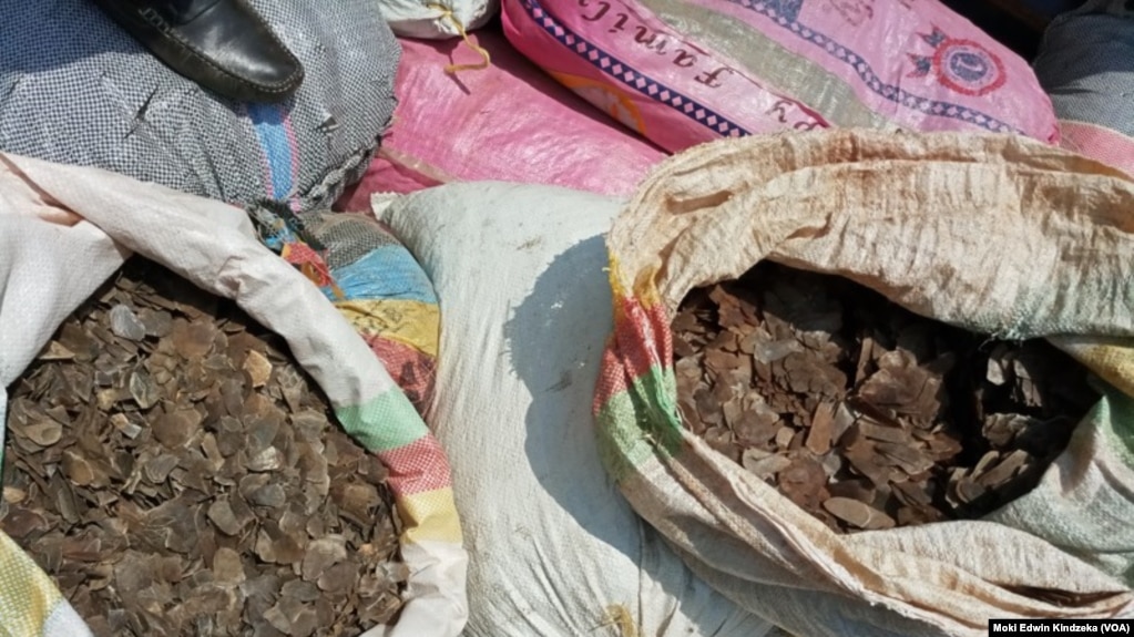 Pangolin scales seized in Douala, March 19, 2019. International trade in pangolins was banned in 2016 under the Convention on the International Trade in Endangered Species (CITES). But the trade continues.