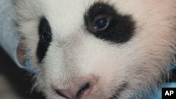 華盛頓國家動物園今年8月降生的雌性熊貓幼仔名字為“寶寶”