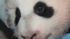 Washington's Panda Cub Has a Name