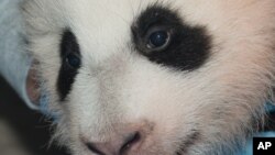 FILE -In this Nov. 29, 2013 photo provided by the Smithsonian National Zoo, a giant panda cub is measured as it is about to turn 100 days old, at the Smithsonian National Zoo in Washington. 