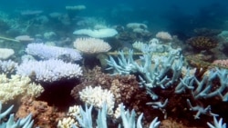 An undated handout photo received from ARC Centre of Excellence for Coral Reef Studies on April 19, 2018 shows a mass bleaching event of coral on Australia's Great Barrier Reef.