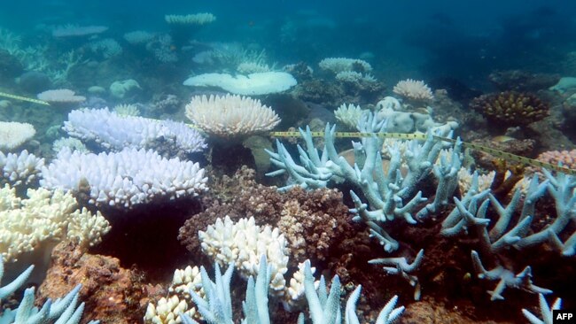 An undated handout photo received from ARC Centre of Excellence for Coral Reef Studies on April 19, 2018 shows a mass bleaching event of coral on Australia's Great Barrier Reef.