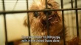 Ending Puppy Mills