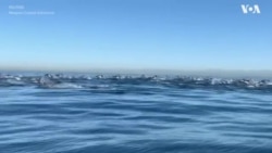 Дельфины в Калифорнии