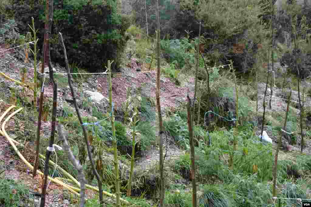 Ilegal Marijuana in Southern Albania