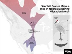 Sandhill crane migration