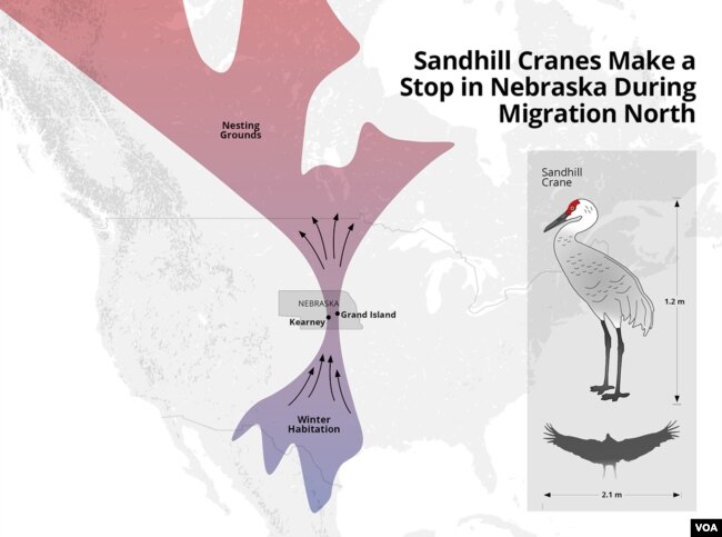 Sandhill crane migration