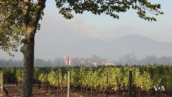 Winemakers Vow to Rebuild Destroyed Winery