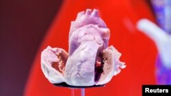 Plastinated human heart on display at the European Society of Cardiology meeting, Amsterdam, Sept. 2, 2013.