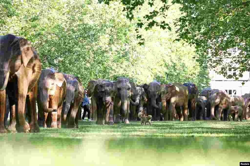 A dog walks past an exhibition of life-size elephant sculptures, part of the CoExistence campaign organized by the Elephant Family Trust, in Green Park in London.