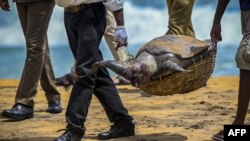 Wildlife officials carry away the carcass of a turtle that was washed ashore at the beach of Angulana, south of Sri Lanka&#39;s capital Colombo.