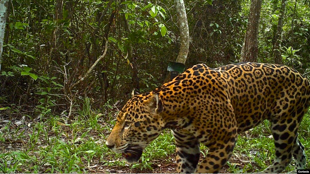 Proteger a los jaguares en bosque más extenso de Mesoamérica es una de las tareas del Servicio de Pesca y Vida Silvestre de Estados Unidos.