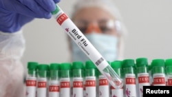 FILE - A person holds a test tube labelled "Bird Flu", in this picture illustration, January 14, 2023. (REUTERS/Dado Ruvic/Illustration/File Photo)