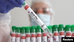 FILE - Illustration shows test tubes labeled "Bird Flu" on January 14, 2023. (REUTERS/Dado Ruvic/Illustration/File Photo)