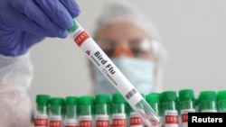 FILE - A person holds a test tube labeled "Bird Flu," in this illustration photo, Jan. 14, 2023. 