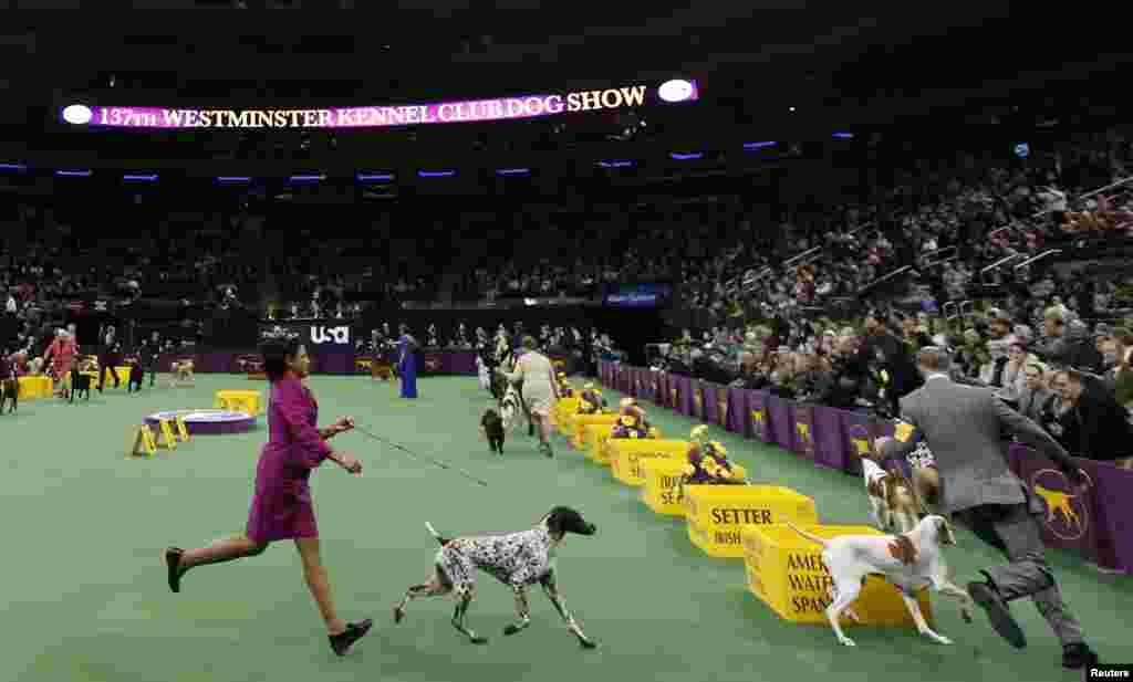 Anjing-anjing dalam kelompok olahraga berlari-lari bersama pemegangnya dalam lomba anjing Westminster Kennel Club ke-137 di Madison Square Garden, New York (12/2).