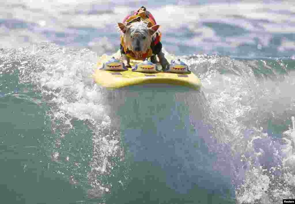 Joey surfa a onda com confiança no concurso anual de surf para cães, 6ª edição, Huntington Beach, California Set. 28, 2014
