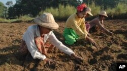 မြန်မာ့လယ်ယာလုပ်ငန်းခွင်မှ လယ်သူမကြီးများ