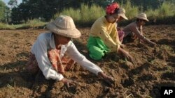 မြန်မာလယ်ယာလုပ်ငန်းခွင်မှ လယ်သူမကြီးများ
