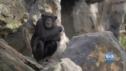 Самці шимпанзе з віком стають більш перебірливими щодо дружніх взаємин – дослідники. Відео