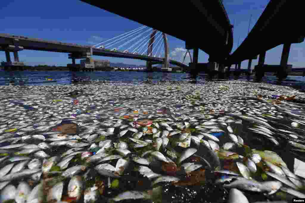 Ikan yang mati terlihat di pinggiran Teluk Guanabara di Rio de Janeiro, Brazil.