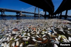 Dead fish are pictured on the banks of the Guanabara Bay in Rio de Janeiro February 24, 2015. International Olympic Committee members meeting in Rio de Janeiro this week will understand if its waters are not completely clean for the sailing events in 201