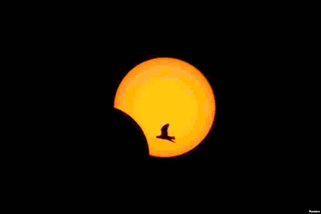 A bird flies as sun is partially eclipsed in Sidon, southern Lebanon.