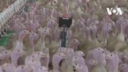 Робот-индюшка